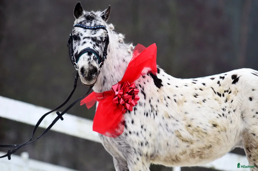 Hoppning hästar till salu: Jumping pony with special color i Ystad - Annons 4