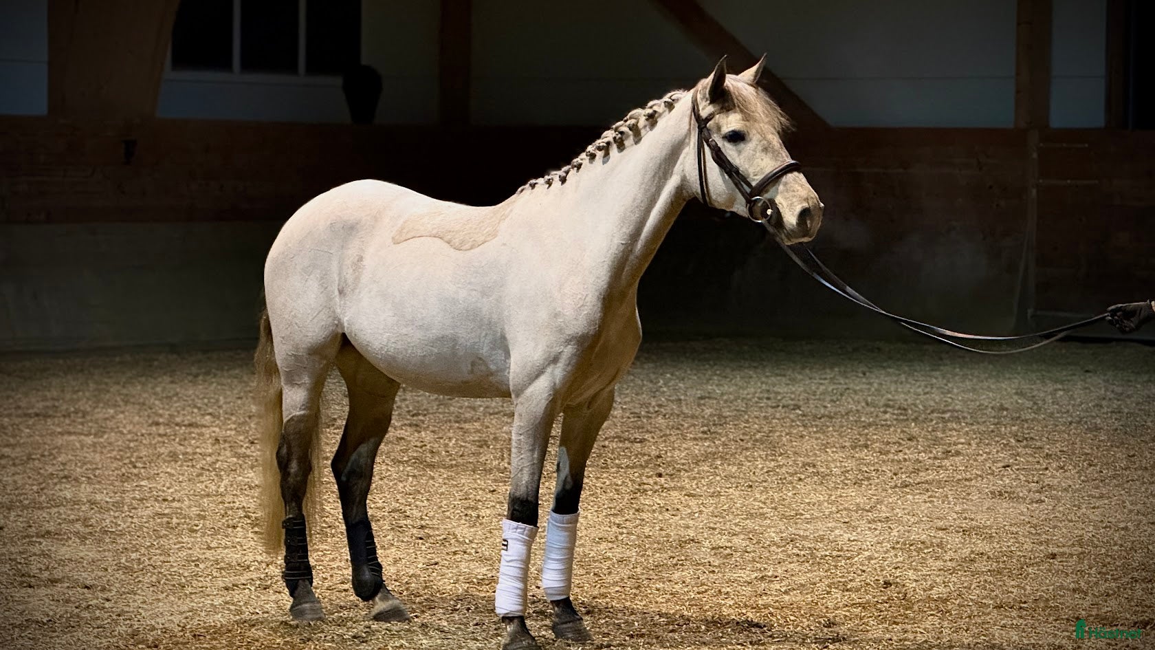 Allround hästar till salu: Talangfullt Sto! - Annons 2