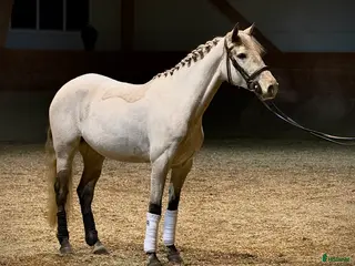 Allround hästar till salu: Talangfullt Sto! - Annons 2