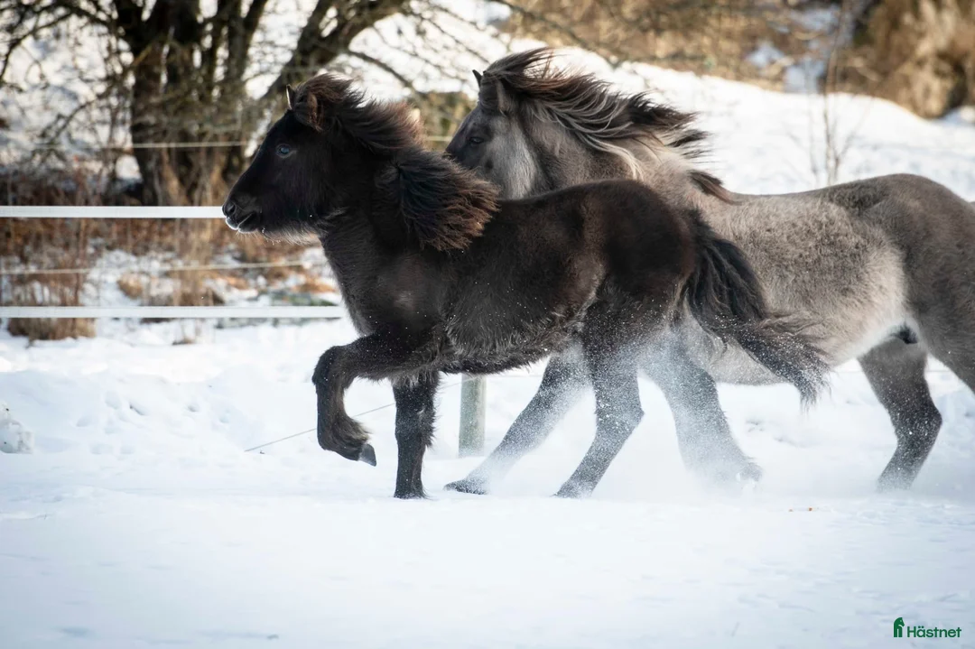 Island hästar till salu: 1-årigt sto e Toppur  - Annons 2