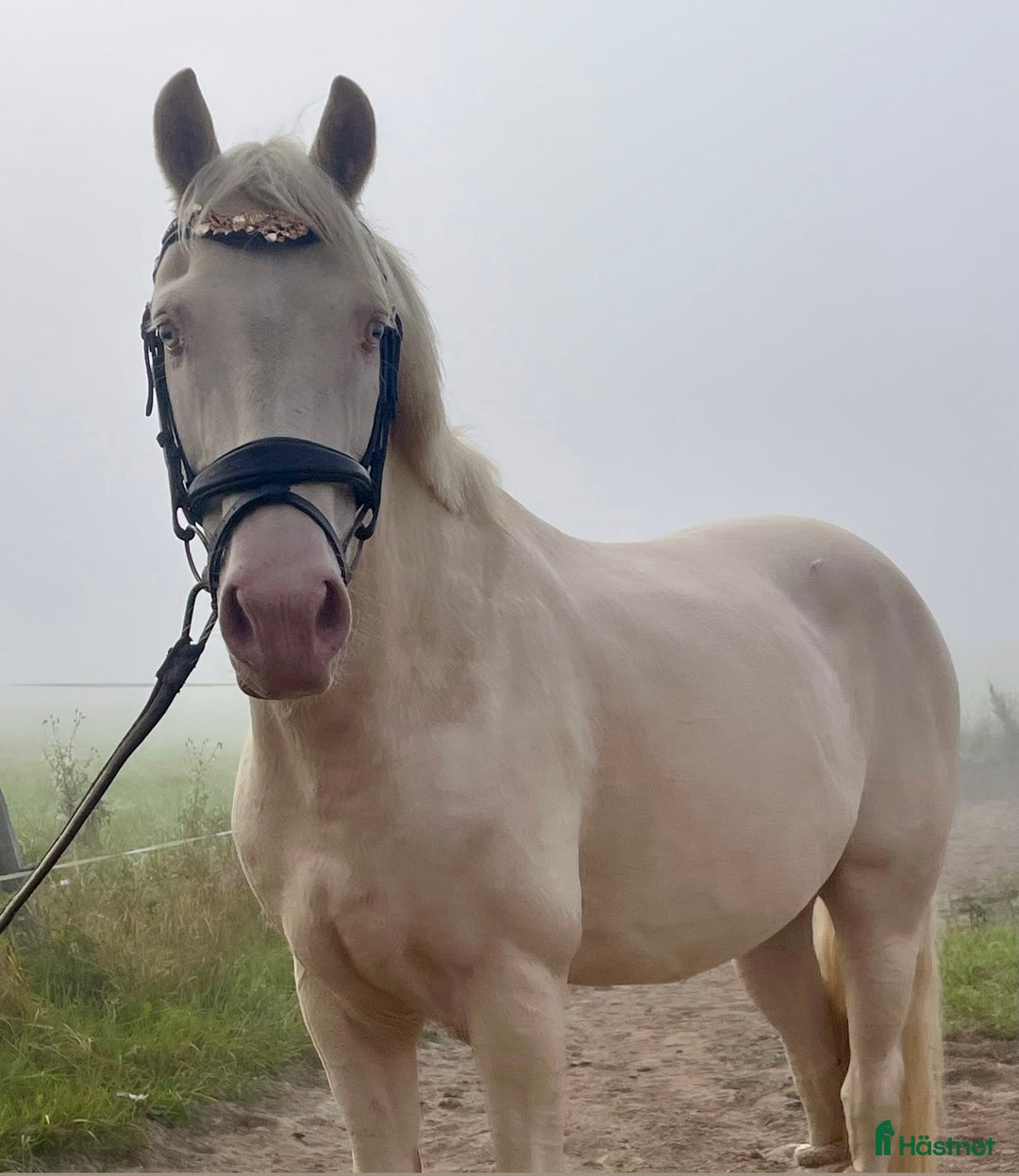 Allround hästar till salu: En riktig blickfångare  i Västerfärnebo - Annons 5