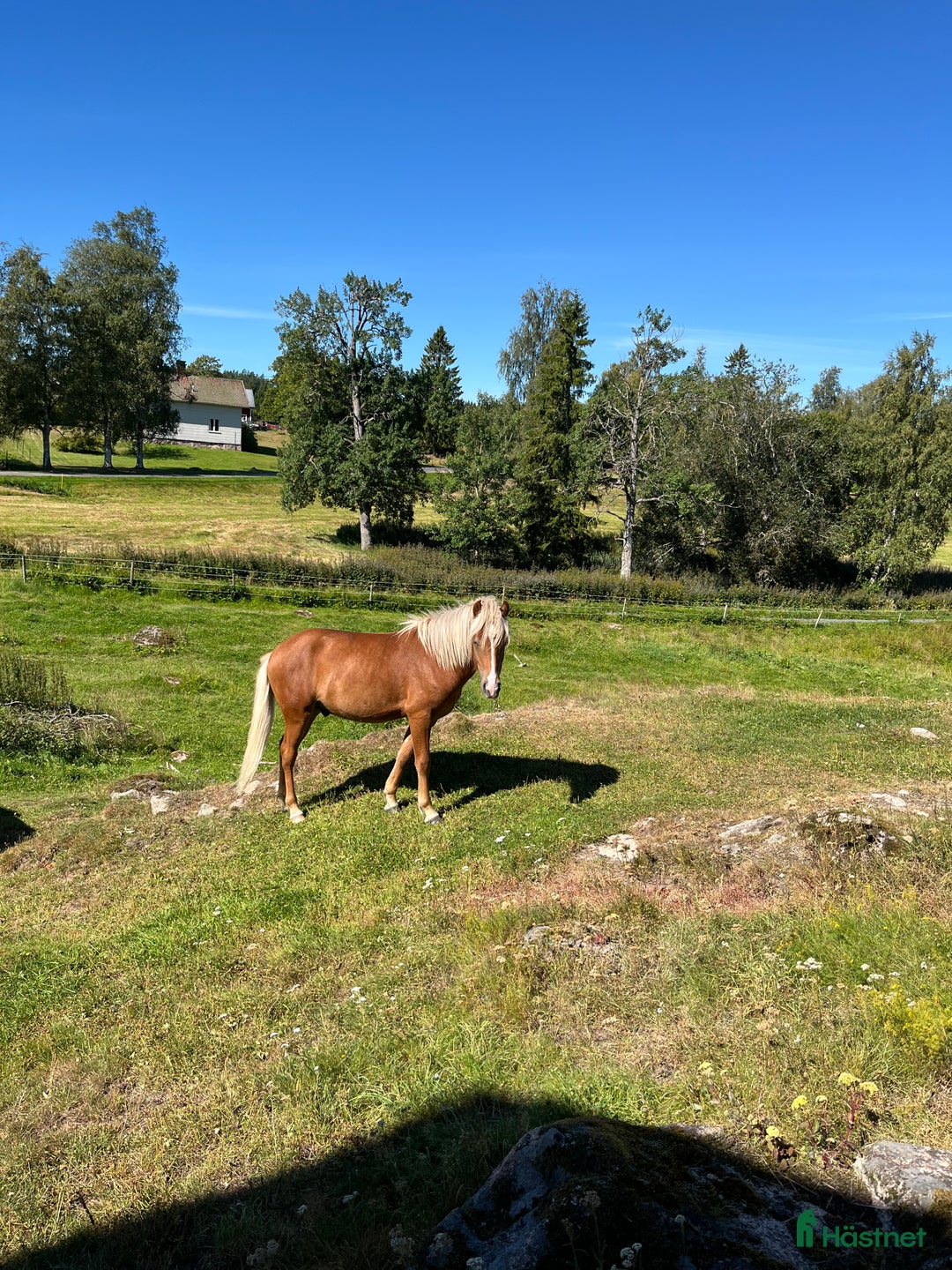 Island hästar till salu: Snäll charmig och snygg hingst i Nässjö - Annons 13
