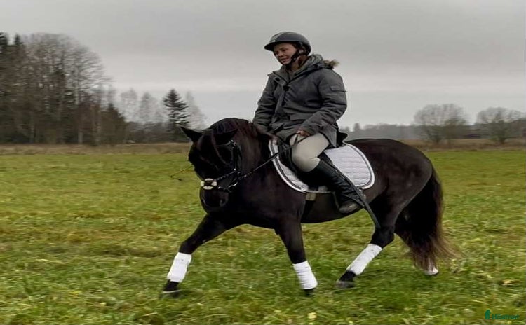  hästar i Sala - Annons 5