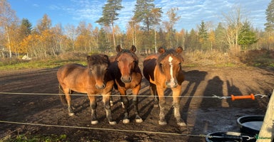  hästar i Sala - Annons 4