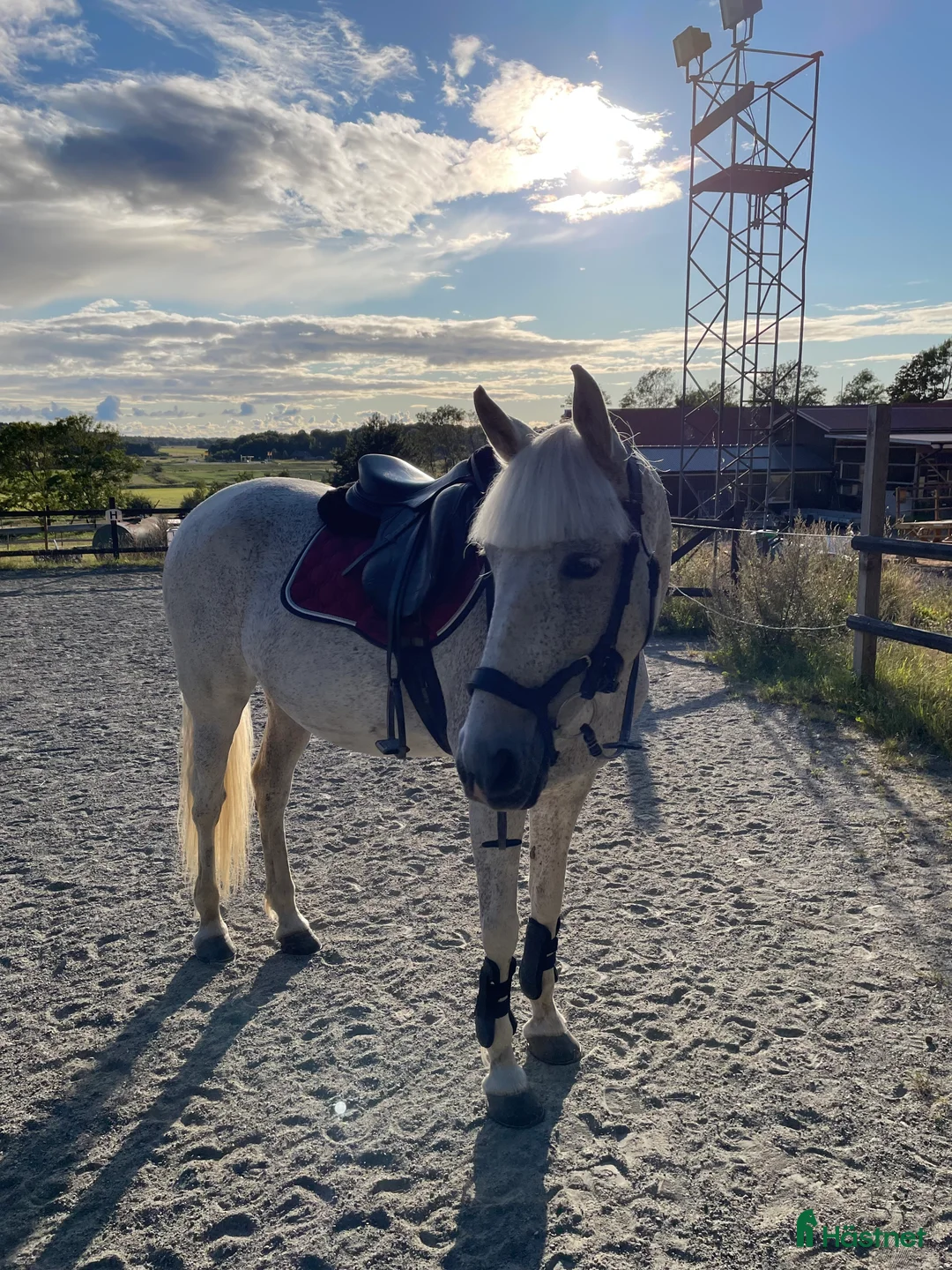 Allround hästar till salu: Fin häst för den som vill ha utmaning - Annons 1