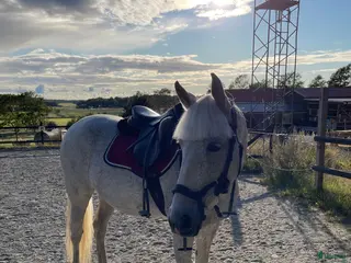 hästar Fin häst för den som vill ha utmaning - Annons 2