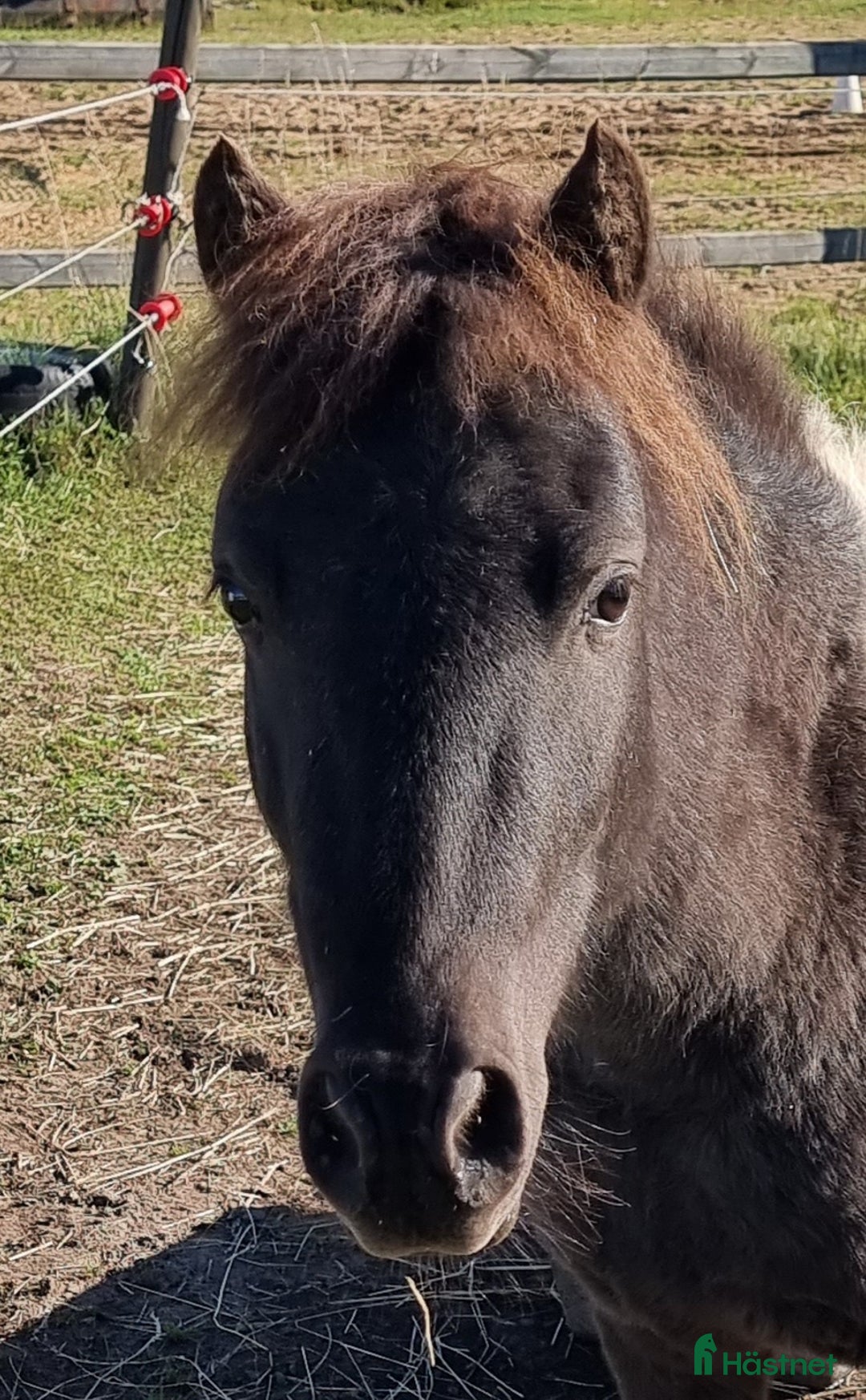 Allround hästar till salu: Mini american curly hingst i Skara - Annons 3
