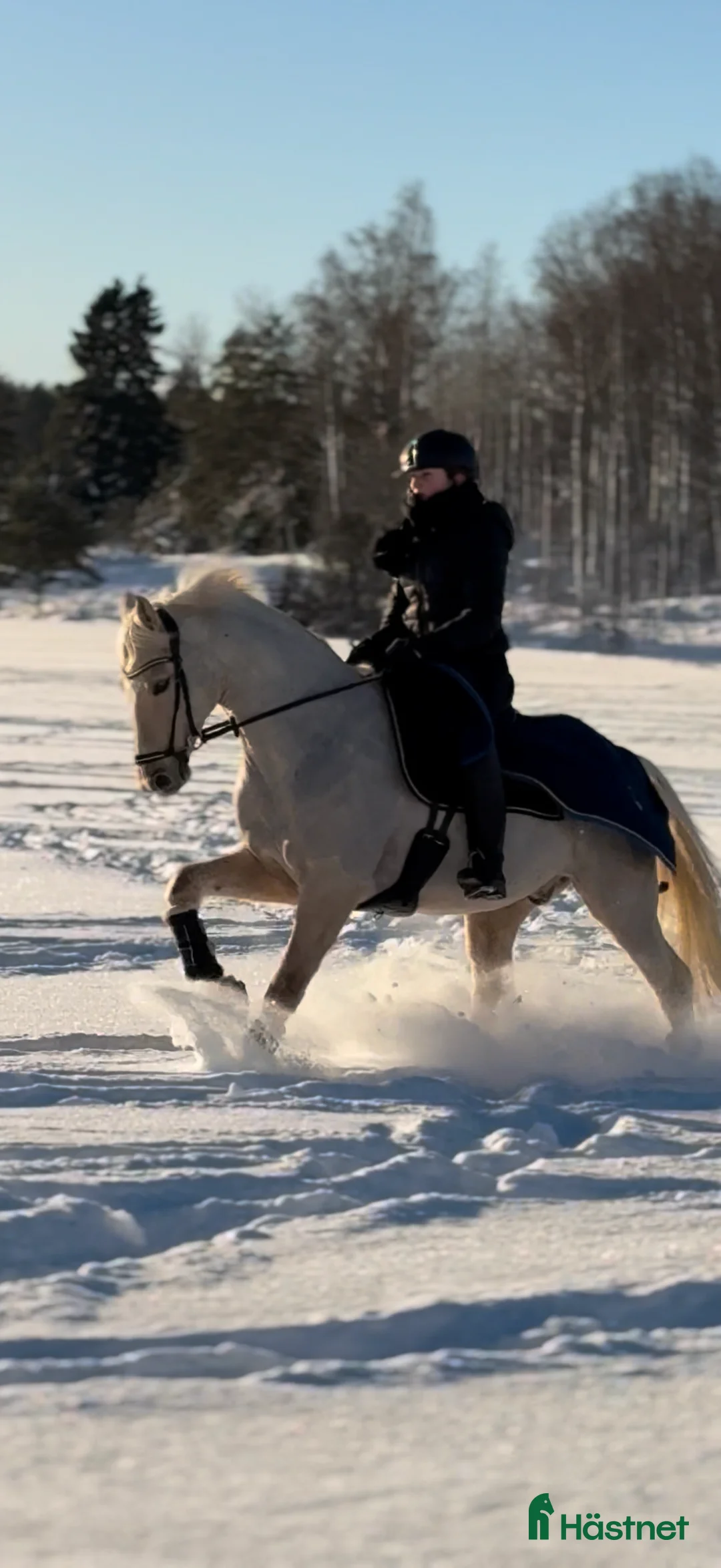 Dressyr hästar till salu: Prestationsavlad gångartsponny!  i Rånäs - Annons 2