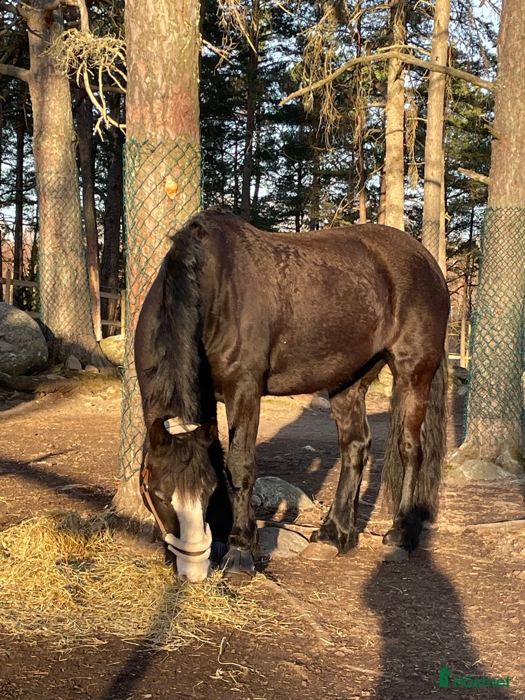  stallplats finnes: Boxplats för 2 valacker!  - Annons 3