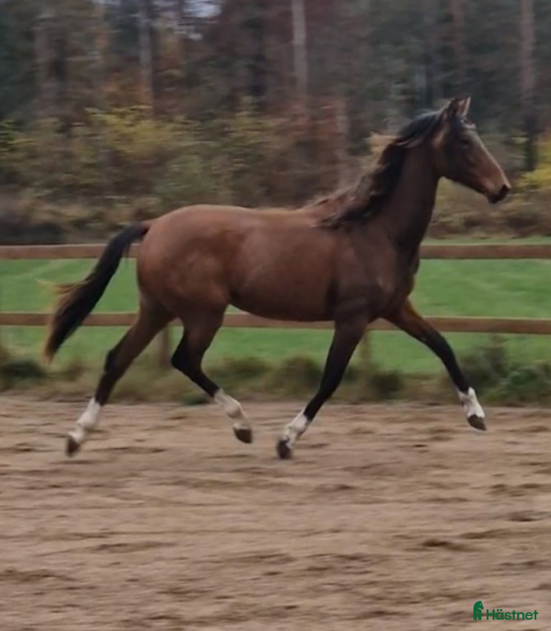 Allround hästar till salu: Prepartbreed åring  i Perstorp - Annons 5