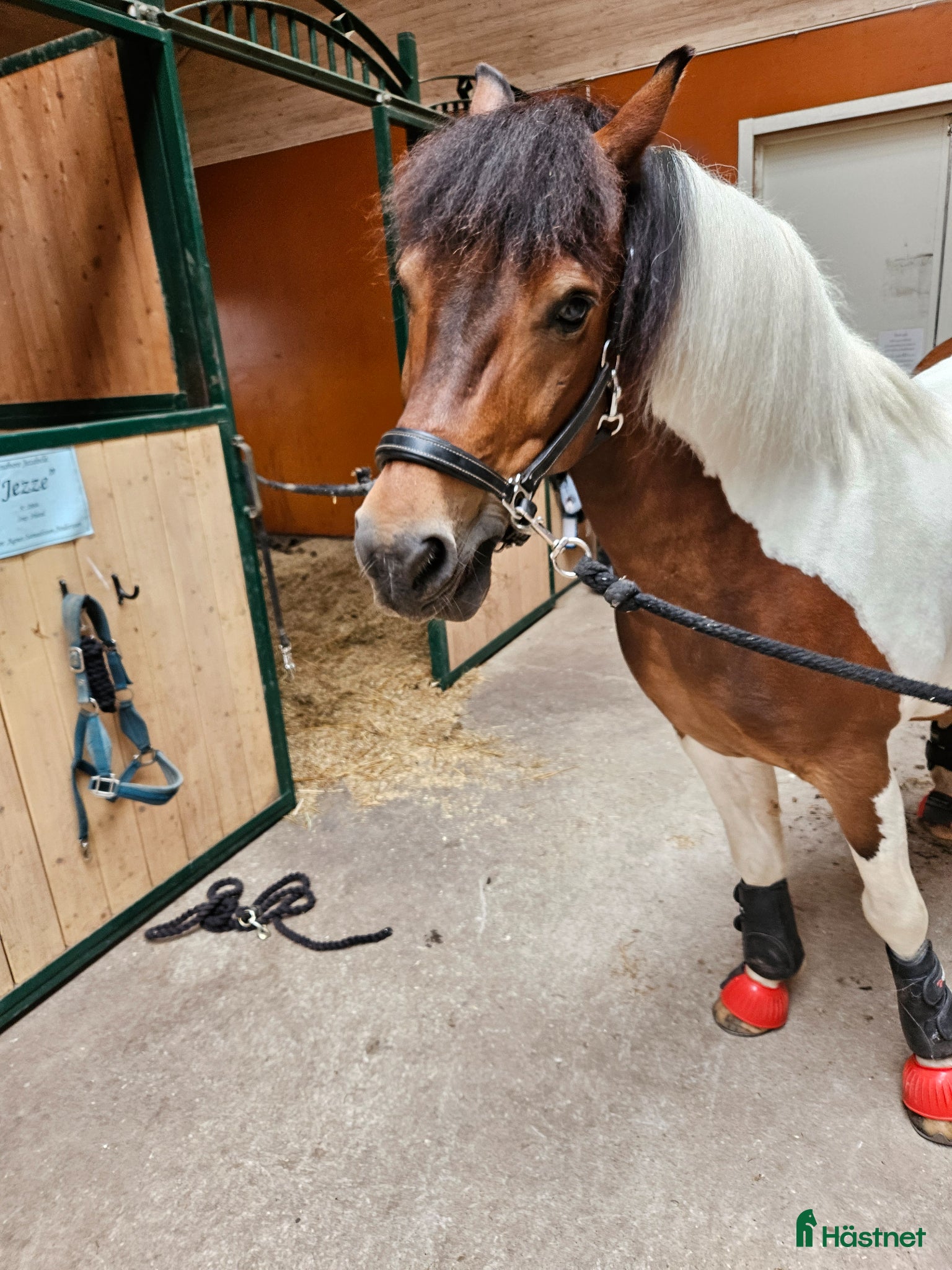  hästar Skogsmulle ponny - Annons 1