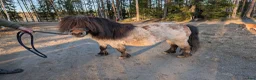 Allround hästar till salu: Isabell hingst - Annons 3