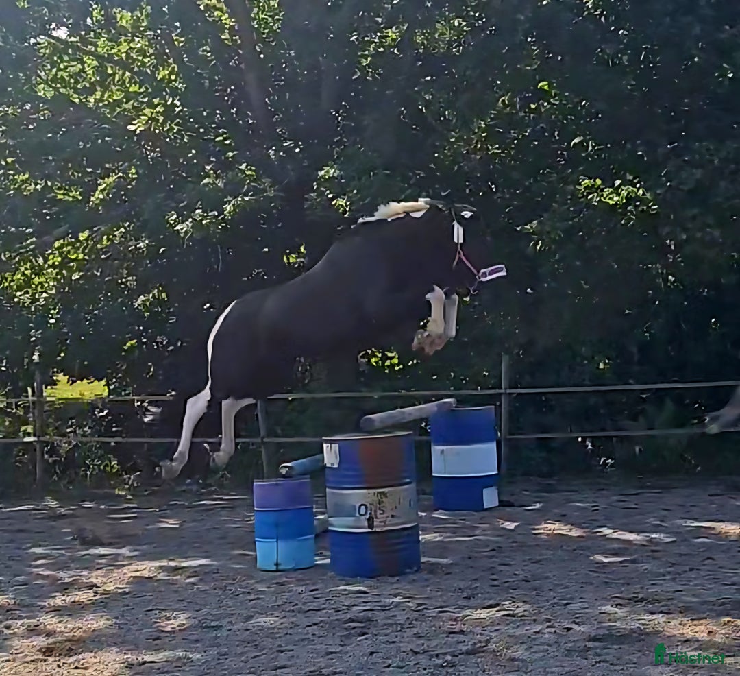 Allround hästar till salu: Vackert Sto i Vimmerby - Annons 10