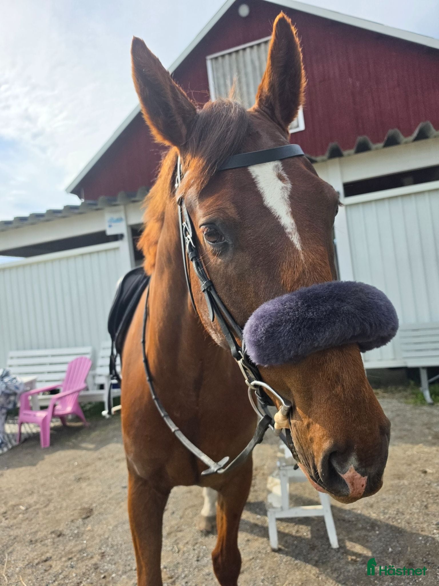  hästar Trevlig valack till både hoppning och dessyr🧡 - Annons 1