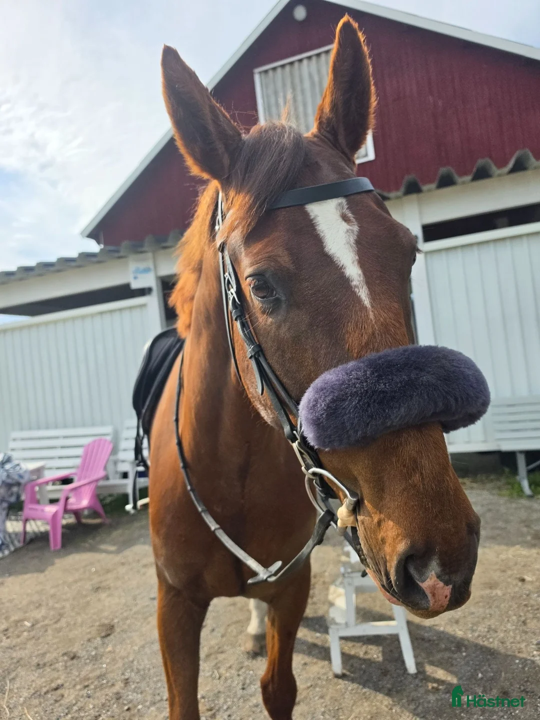 Hoppning hästar till salu: Trevlig valack till både hoppning och dessyr🧡 - Annons 1