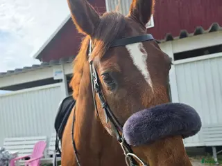 hästar Trevlig valack till både hoppning och dessyr🧡 - Annons 1
