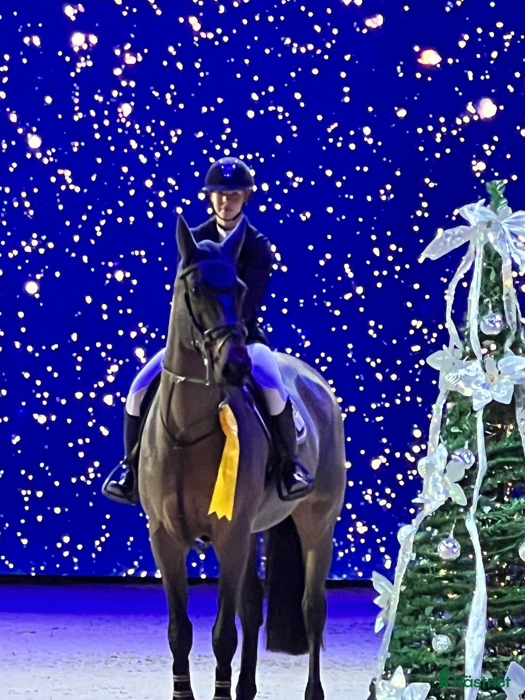 Hoppning hästar till salu: Topphäst Children/Junior Prissänkt! i Västra Frölunda - Annons 2