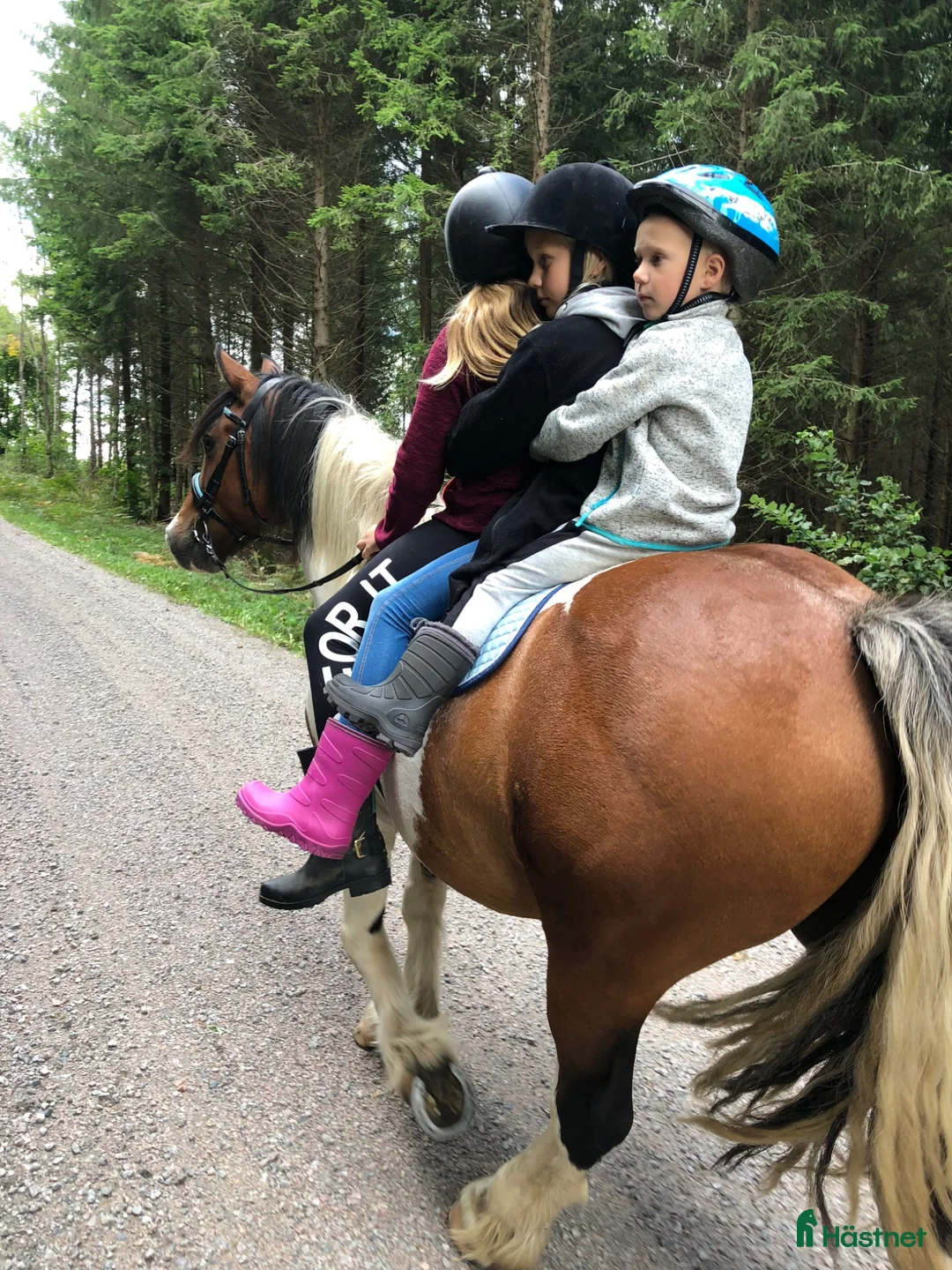 Allround hästar till salu: Fin C-ponny  - Annons 6