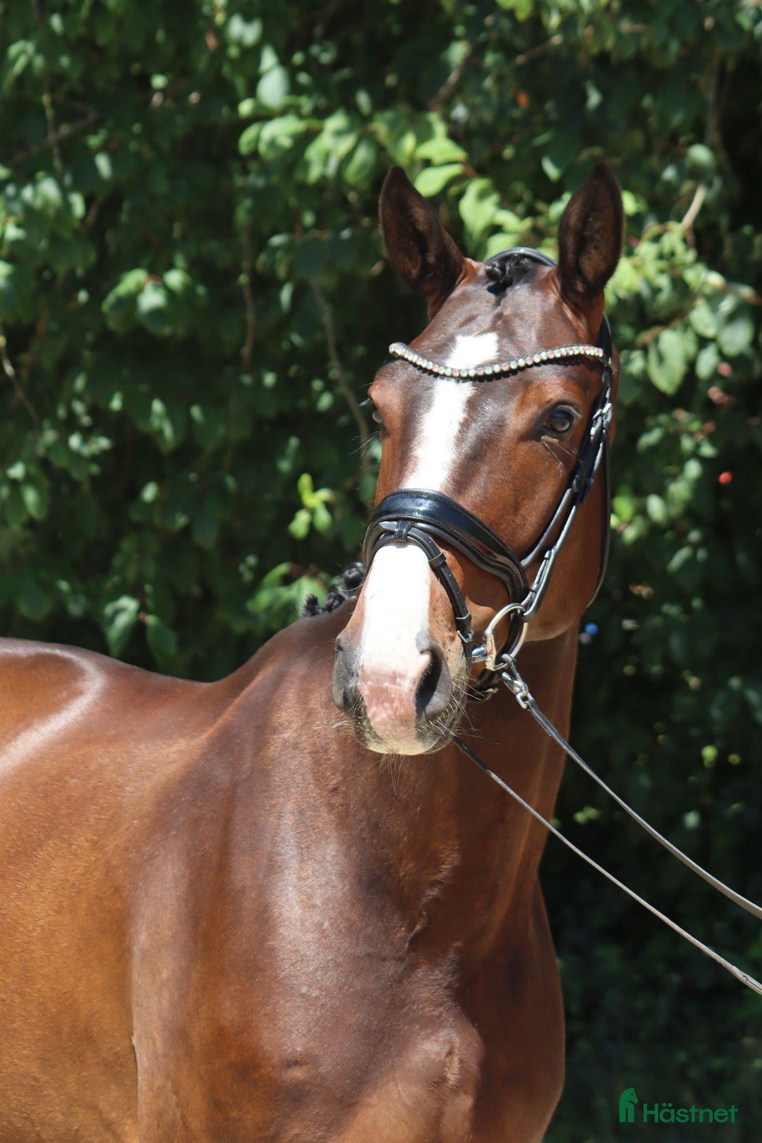 Dressyr hästar till salu: Top young dressage horse - Annons 3