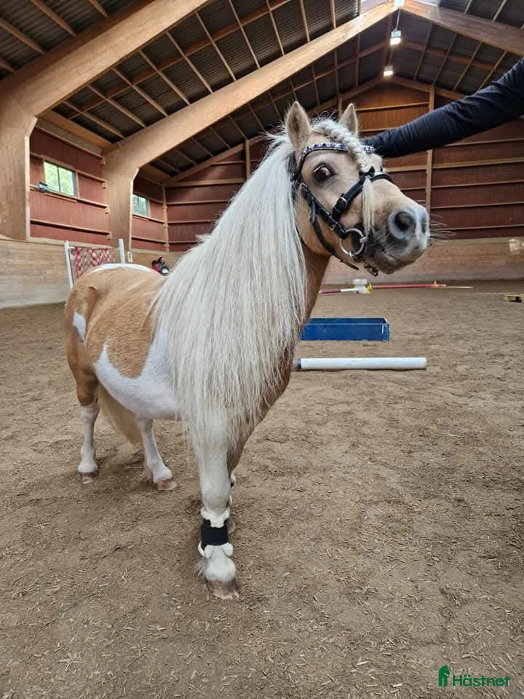 Allround hästar till salu: Avelshingst Minishetland  - Annons 8