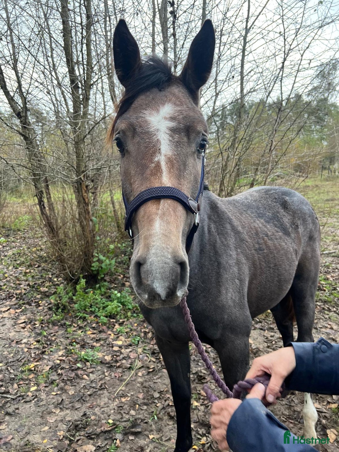Hoppning hästar till salu: Välstammat sto i Blentarp - Annons 3
