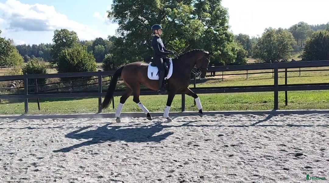 Dressyr hästar till salu: Helt underbar och lovande 8-åring! i Glimåkra - Annons 1