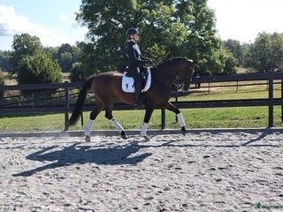 Dressyr hästar till salu: Helt underbar och lovande 8-åring! i Glimåkra - Annons 1