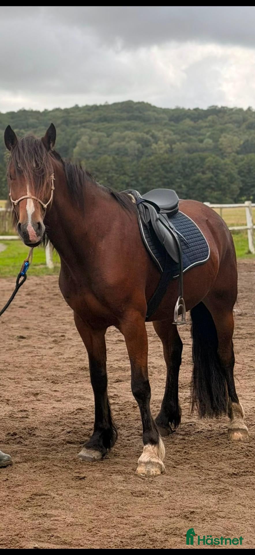  hästar till salu: Welsh cob sto  - Annons 1