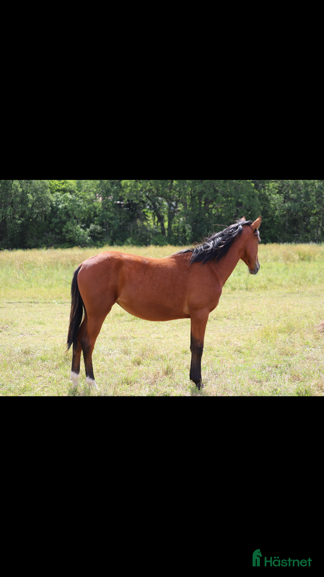 Trav hästar till salu: 4-årig mkt snygg Nuncio-märr, starthäst/avelssto i Visby - Annons 3