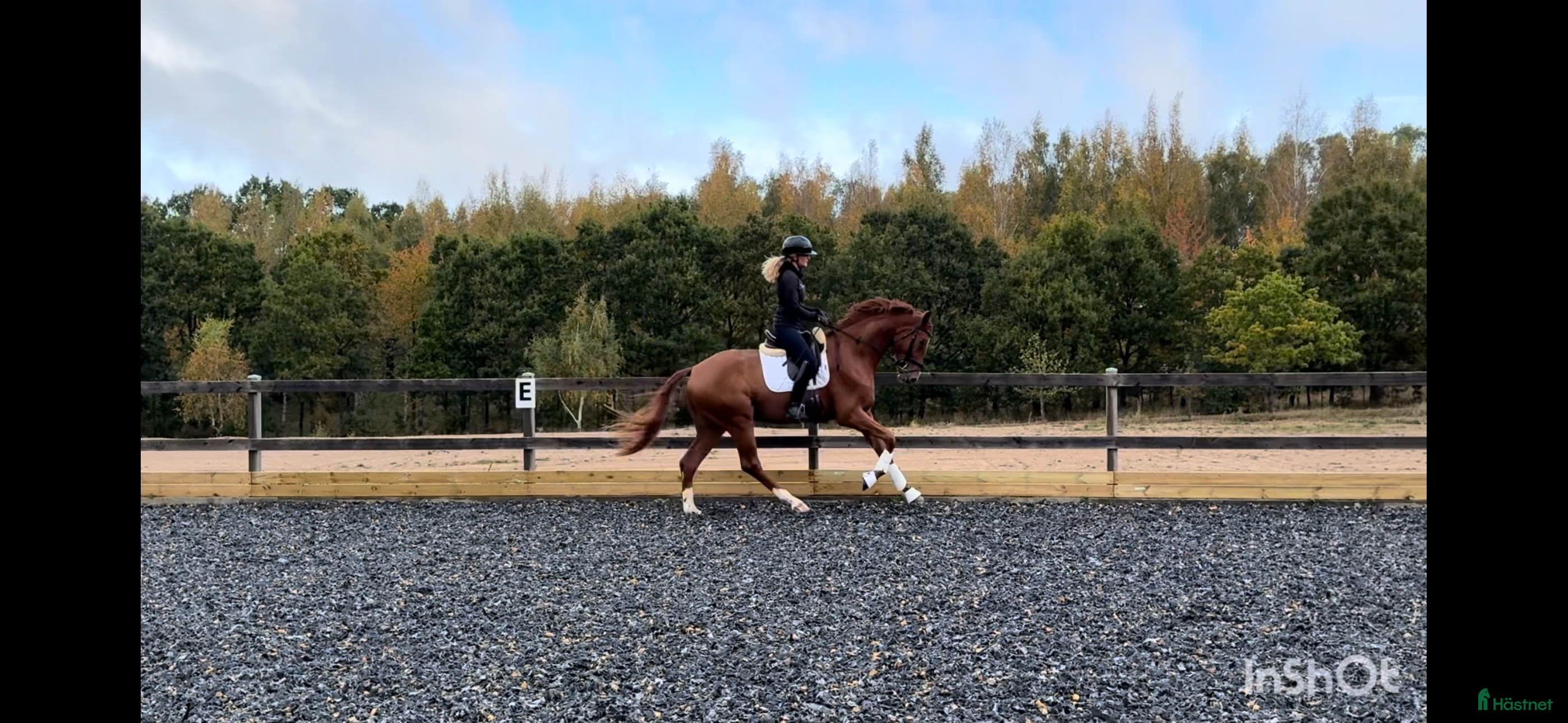  hästar Rörlig gångartstalang e. Freetown  - Annons 19