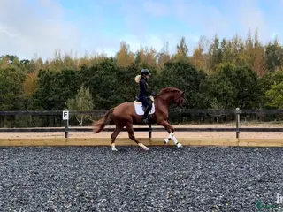 hästar Rörlig gångartstalang e. Freetown - Annons 19