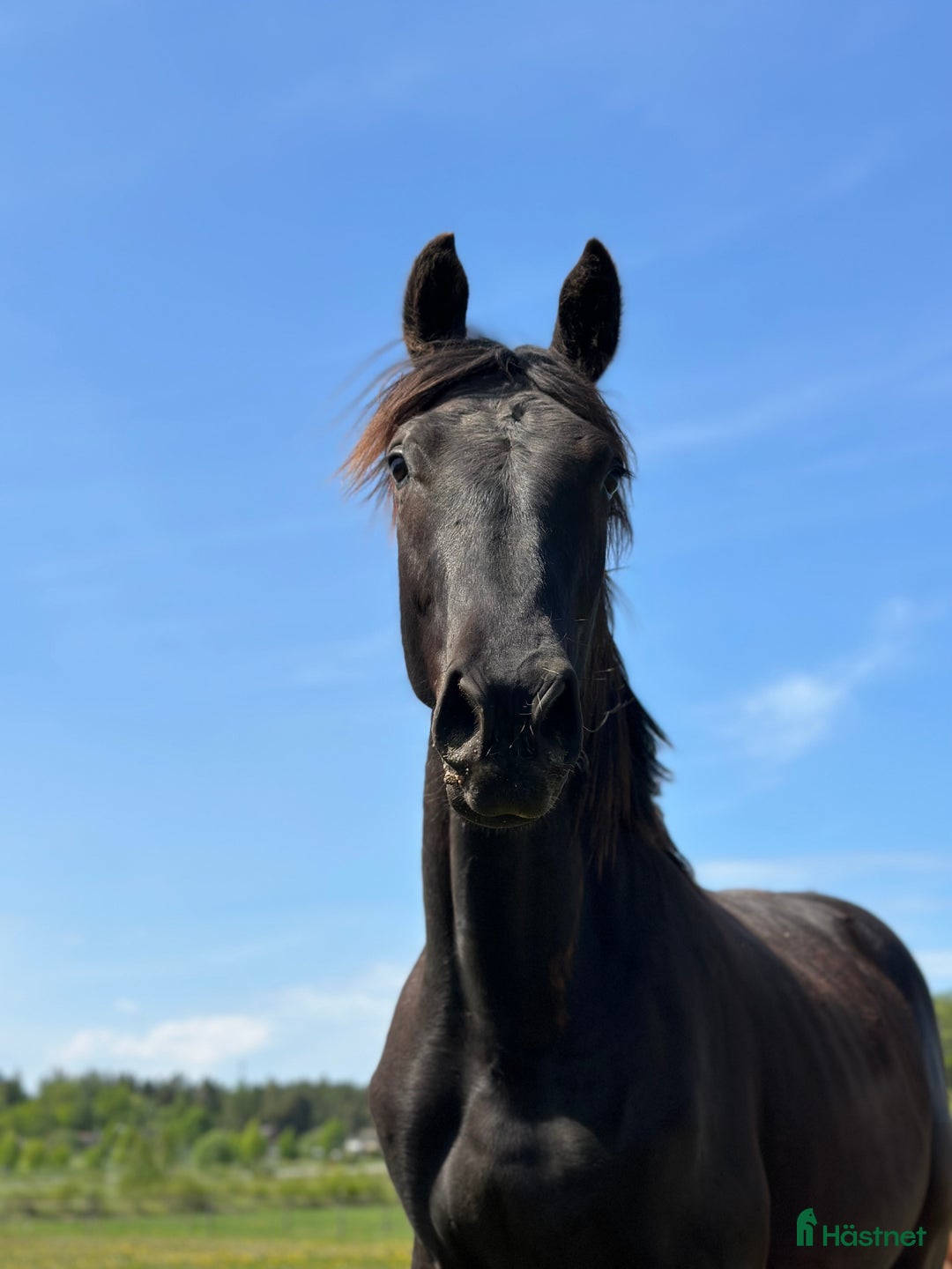 Dressyr hästar till salu: Social & trevlig 3-åring💫 - Annons 2