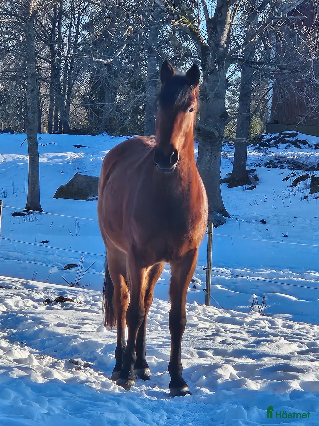 Hoppning hästar till salu: Hoppstammat sto f-23 säljes/bytes i Alunda - Annons 2