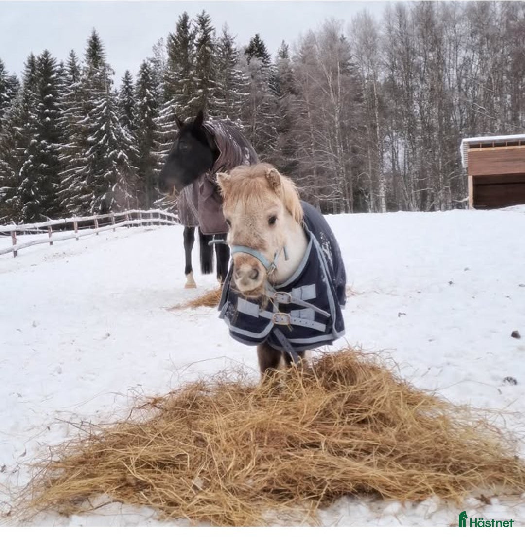 Allround hästar till salu: Söt mini hingst på 3 år - Annons 3