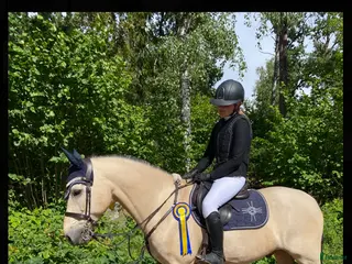 hästar Rutinerad snygg maxad D-ponny som är med på allt - Annons 13