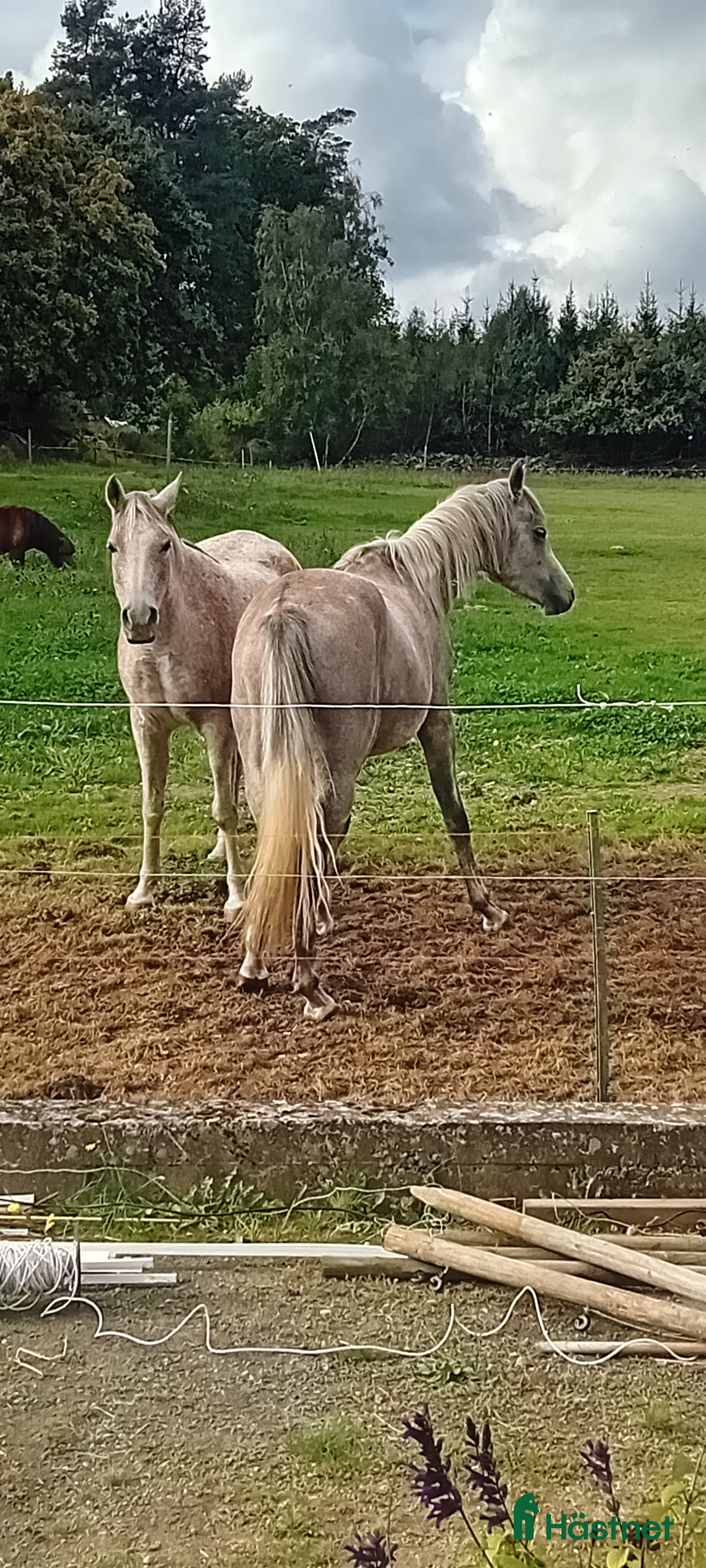  medryttarhäst finnes: Arabsto 16 år samt valack 3 år i Sölvesborg - Annons 14