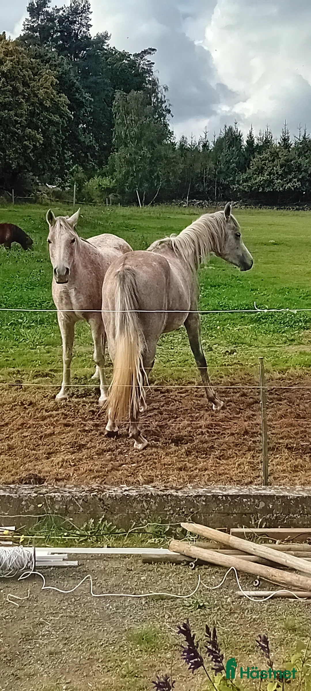  medryttarhäst finnes: Arabsto 16 år samt valack 3 år i Sölvesborg - Annons 1