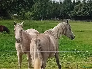 medryttarhäst finnes: Arabsto 16 år samt valack 3 år i Sölvesborg - Annons 16