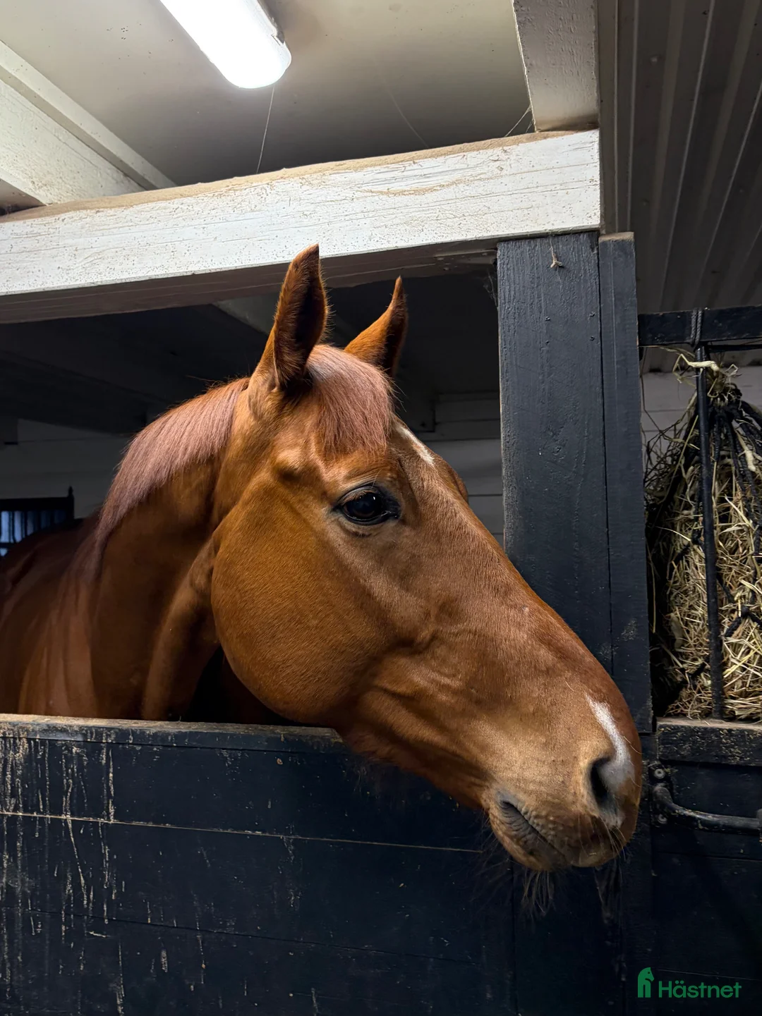 Allround hästar till salu: 6-årig valack med potential - Annons 1
