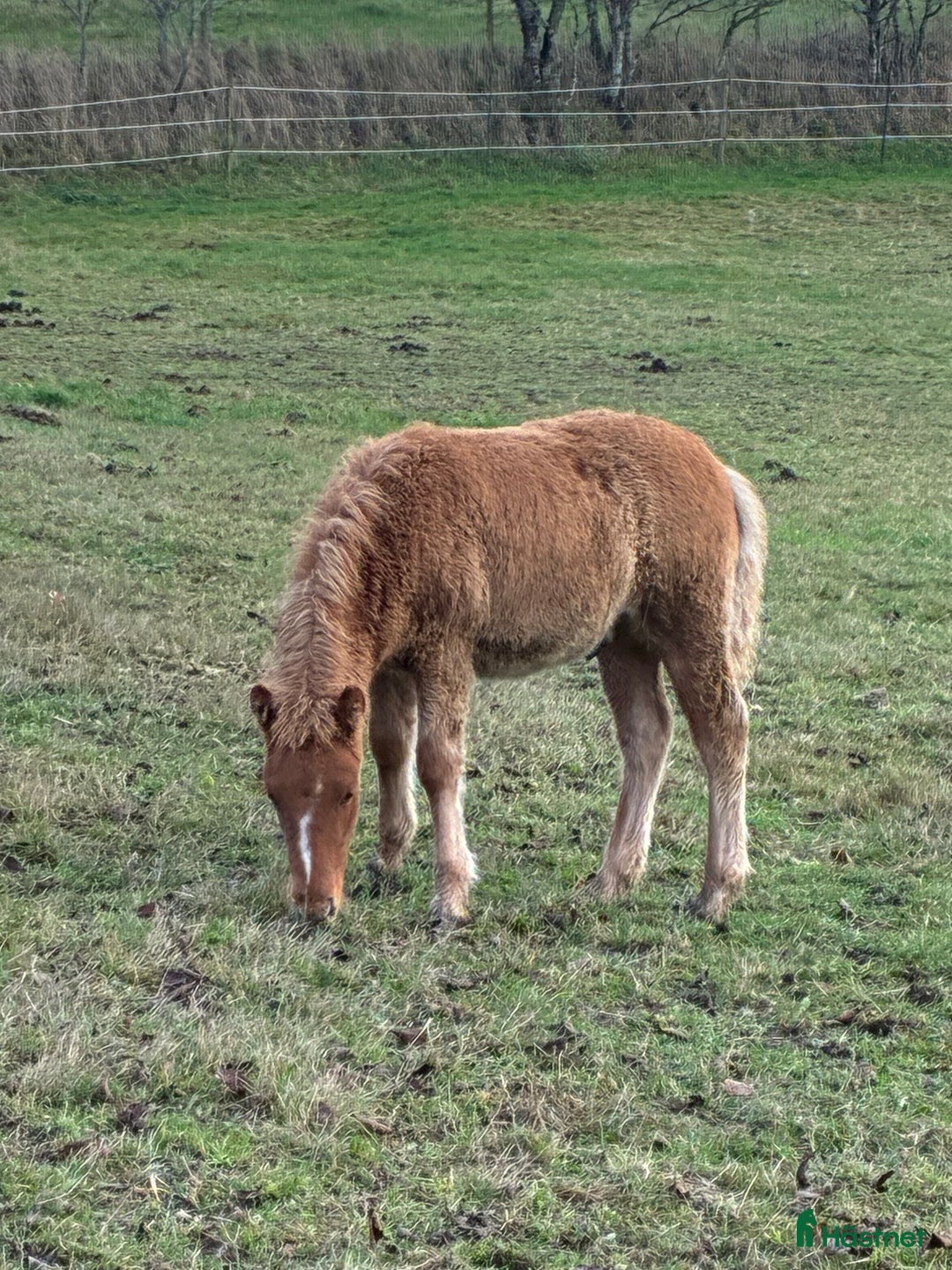 Island hästar till salu: Föl född 2025 i Skurup - Annons 2