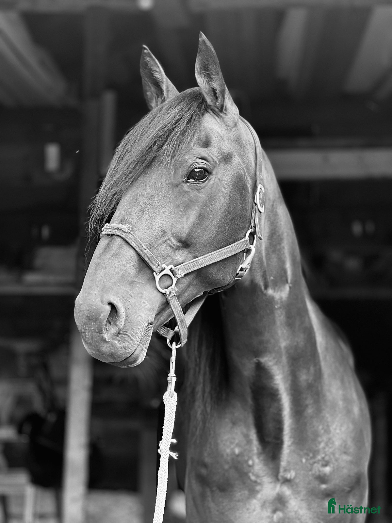  hästar Diamanten💎 avel, sällskap, skogsmulle - Annons 8