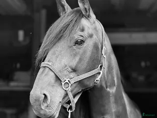 hästar Diamanten💎 avel, sällskap, skogsmulle - Annons 8