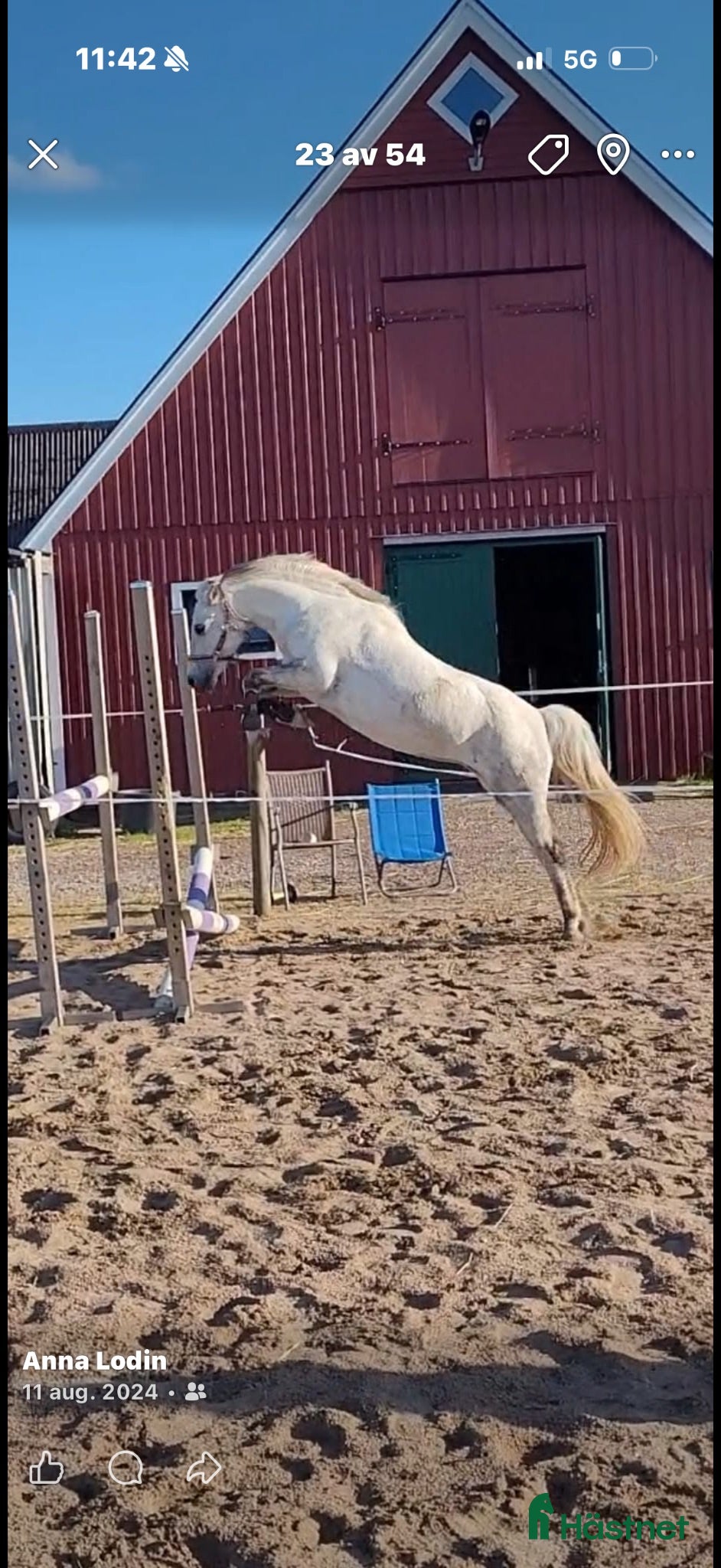  hästar Finaste Lejsan - Annons 2
