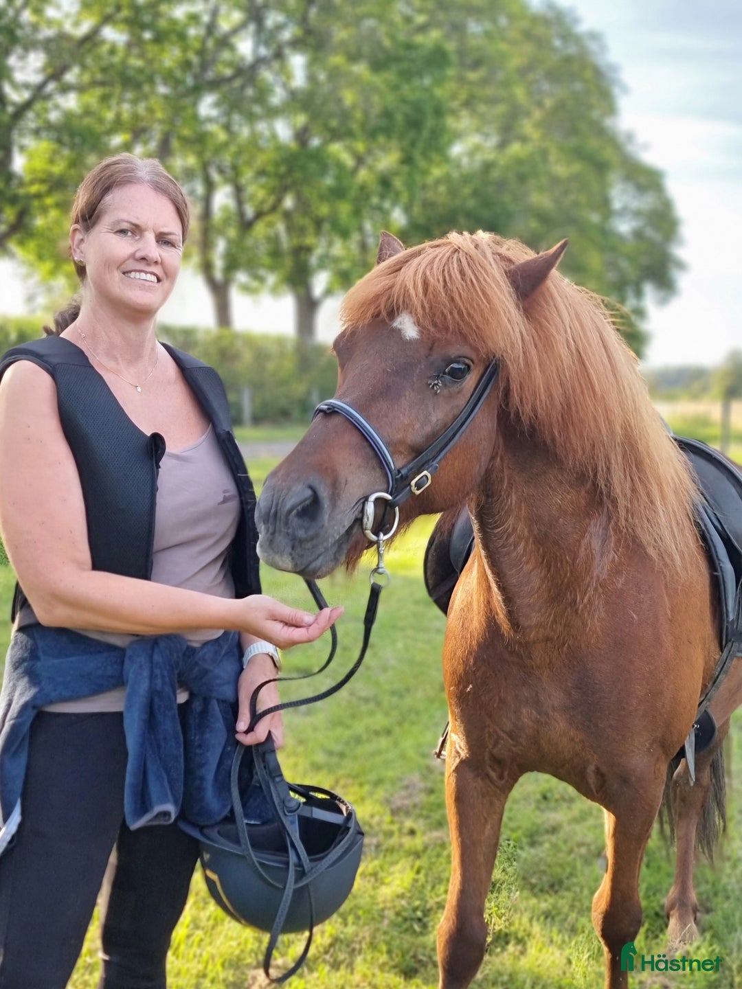 Island hästar till salu: Känslig kille med potential letar nytt hem. i Västerås - Annons 2