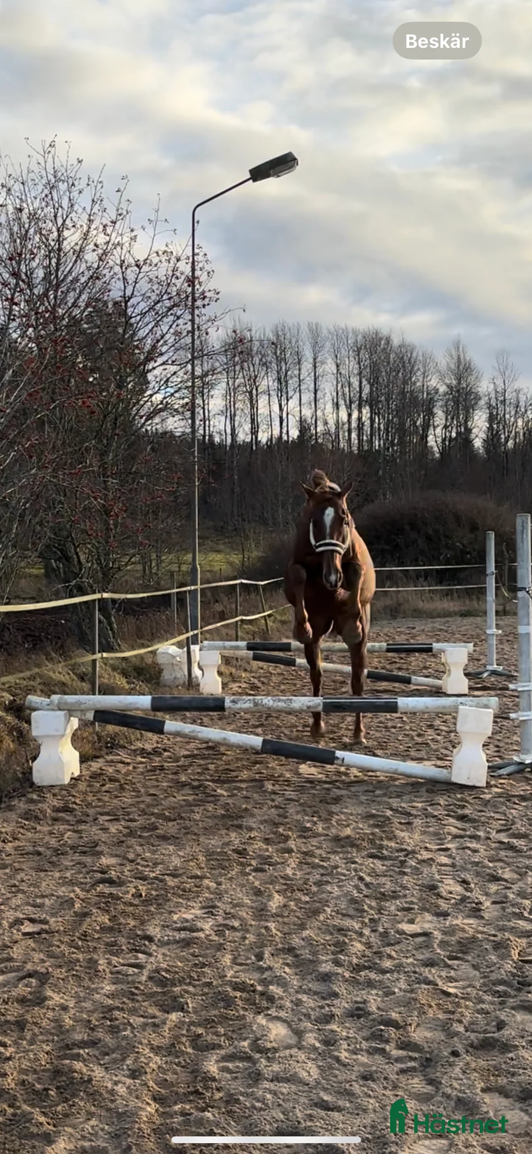 Allround hästar till salu: Super fin tjej i Tenhult - Annons 2