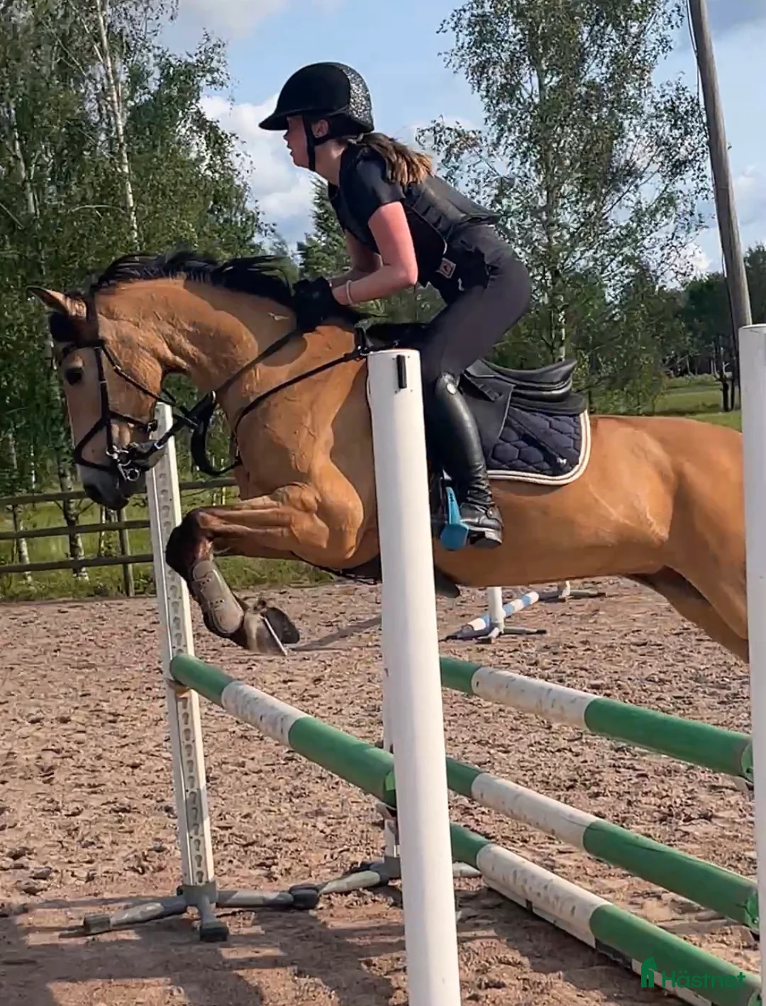 Allround hästar till salu: Snäll och pigg D-ponny - Annons 2