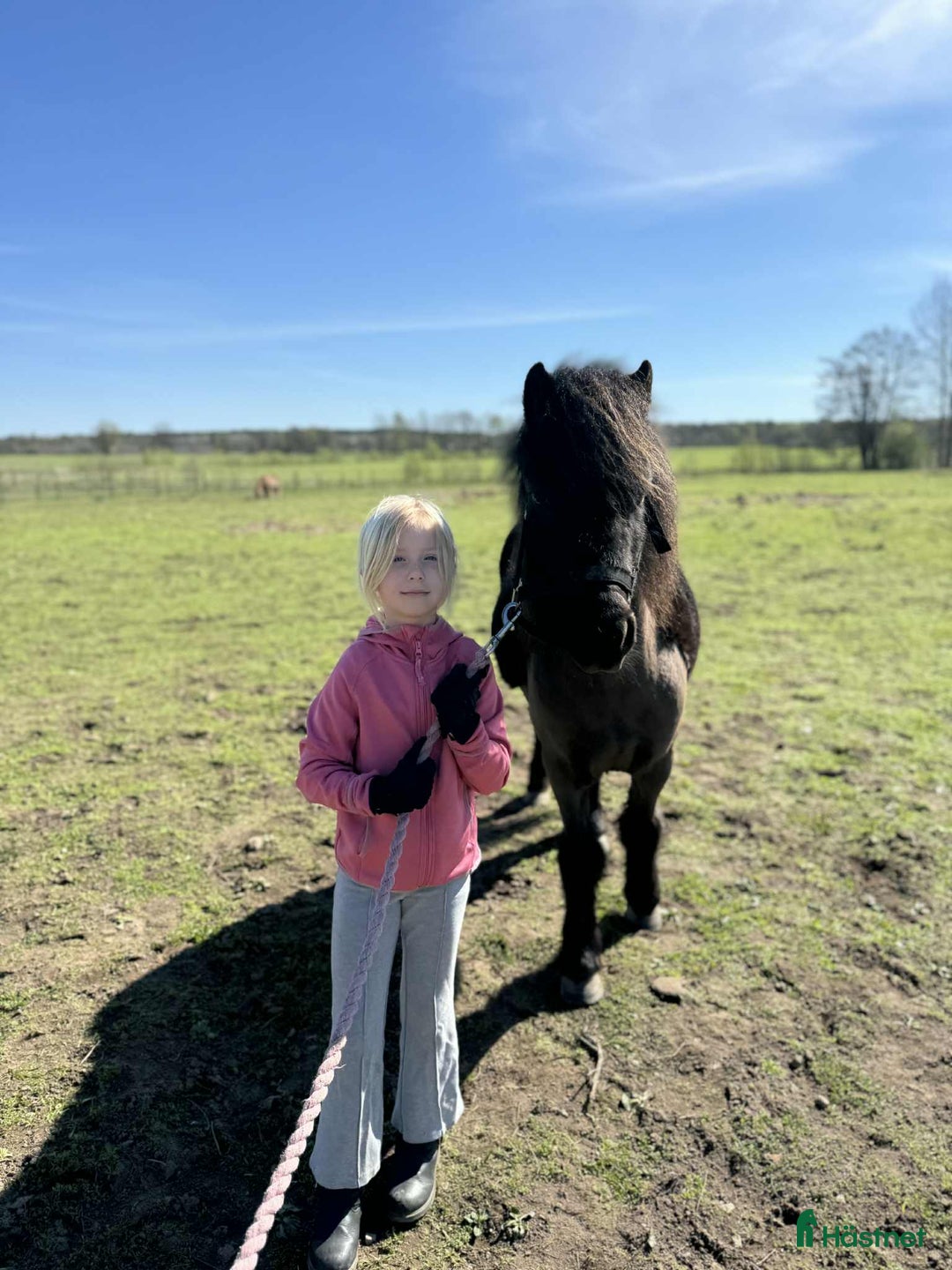 Allround hästar till salu: Trevlig B-ponny i Vara - Annons 2
