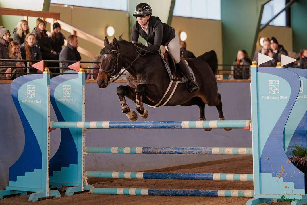 Hoppning hästar till salu: Läromästare med hjärtat på rätt ställe!  i Skövde - Annons 1