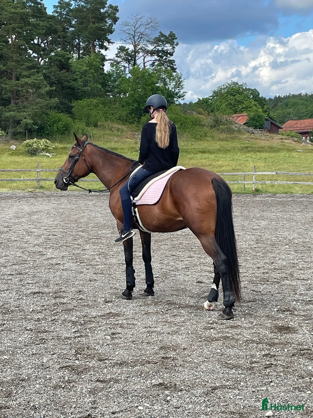 Allround hästar till salu: Vackert varmblodssto söker lugnt och tryggt hem! i Tyresö - Annons 2