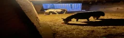  stallplats finnes: Lösdrift för avelston  - Annons 2